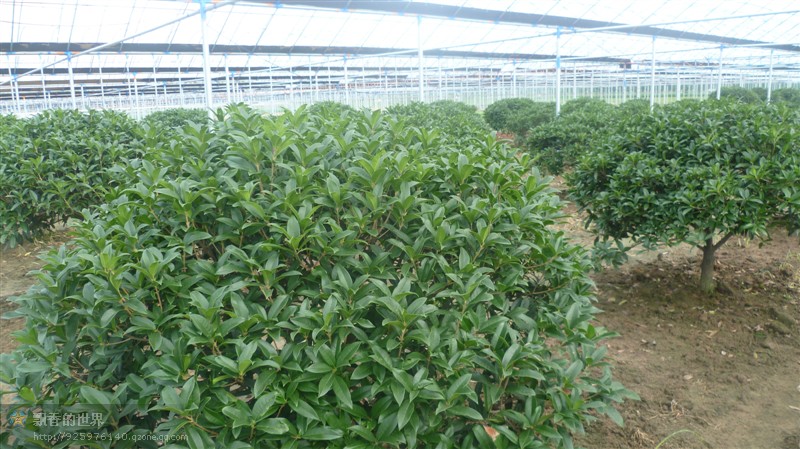 山東流蘇桂花出售|山東流蘇桂花【{zx1}報價】山東流蘇桂花基地