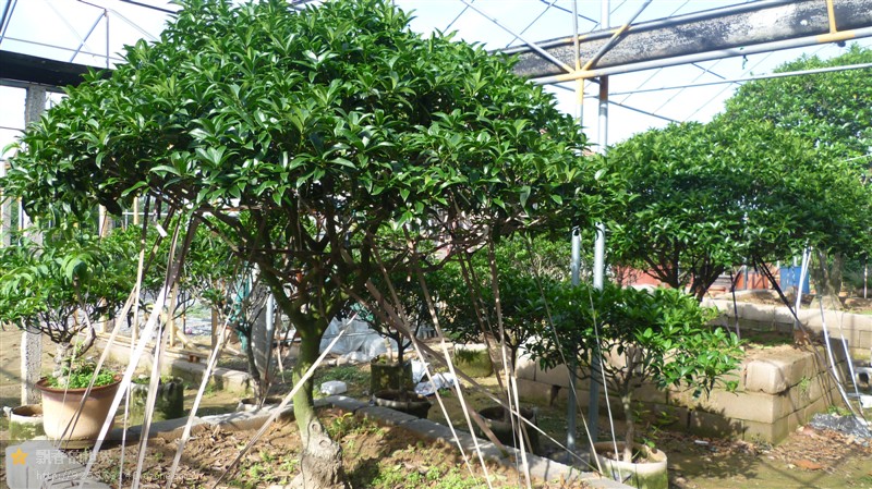 【專業種植】安徽桂花樹基地專業團隊培育，苗木質量上乘