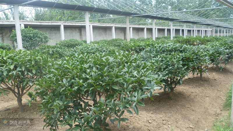 河南桂花樹(shù)苗【成活率高】收獲比投資更多，不容錯(cuò)過(guò)