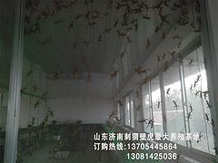 专业壁虎种苗养殖，{zd0}壁虎种苗养殖，特种养殖你的{sx}