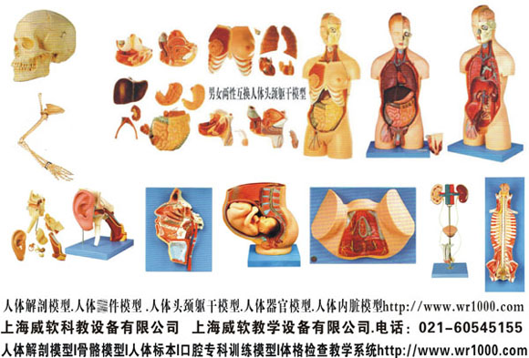 人體解剖模型.人體部件模型 .人體頭頸軀干模型.器官模型