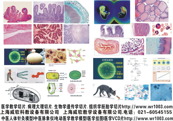 臨床護理模型.護理模型.穿刺訓練模型.注射訓練模型