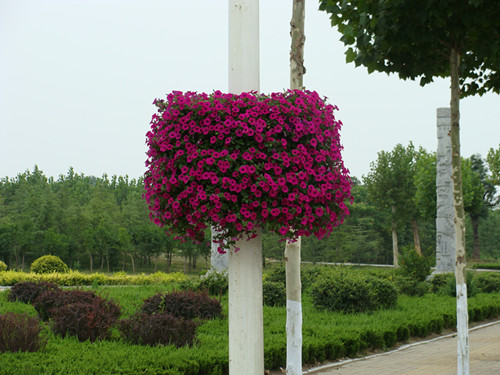 立體鐵藝花架-鑫源立體鐵藝花架廠家供應