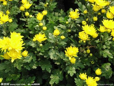 山東青州大菊花千頭菊國慶菊供應基地批發市場價格