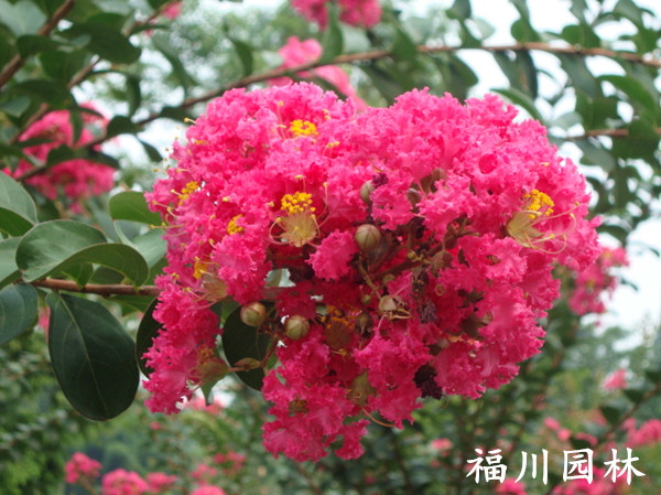 四川紫薇批發(fā)：四川信譽(yù)好的紫薇生產(chǎn)基地