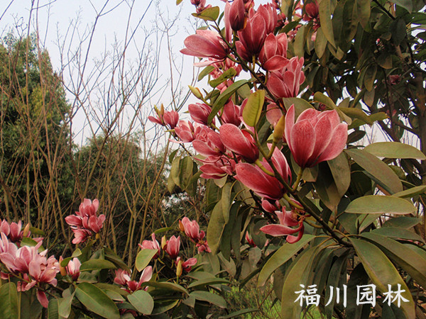 要買紅花深山含笑{sx}福川園林——成都紅花深山含笑