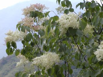 馮家【優(yōu)質(zhì)紅葉李】，一上市被哄搶！