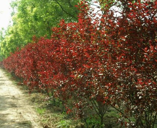 LOOK！紅葉李價格【山東紅葉李】紅葉李供應