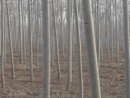 冠縣毛白楊基地哪家好？當(dāng)然是樹海苗木基地【生長快】成活率高！