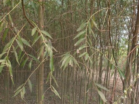 冠縣樹海苗木專業(yè)種植速生柳【小伙伴們】都說好！