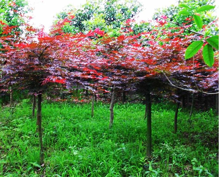 山東紅葉碧桃小苗基地/大量供應(yīng)