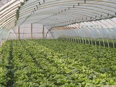 玻璃溫室大棚哪里找 精湛的玻璃溫室大棚推薦