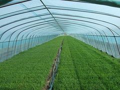 福州陽光板溫室大棚 哪里有提供好用的陽光板溫室大棚