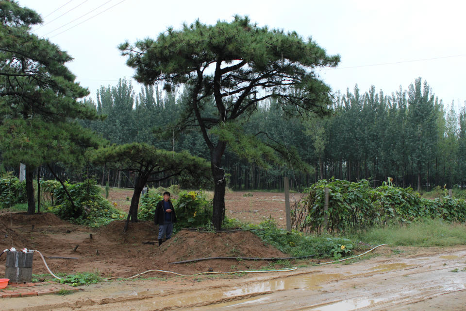 安徽造型黑松：山東最超值的造型黑松生產基地