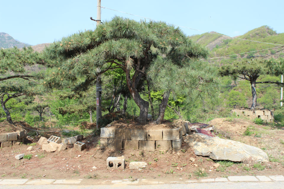 山東造型油松基地哪家好
