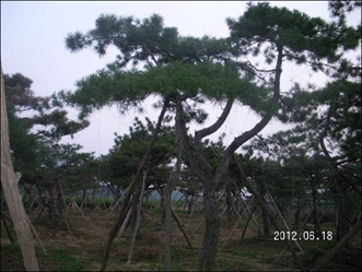長(zhǎng)沙造型黑松，基地大量供應(yīng)
