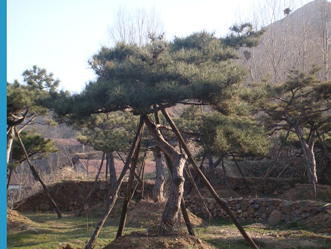 山東造型黑松——基地大量供應(yīng)