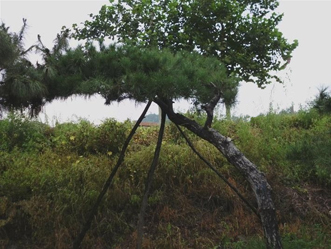 山東造型油松——成活率高，就是任性