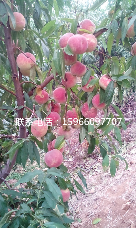 春麗桃 山東春麗桃 春麗桃批發(fā) 春麗桃價(jià)格-樂義苗木