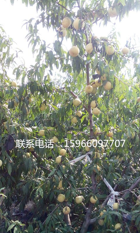 金秋紅蜜桃價(jià)格*預(yù)定金秋紅蜜桃*供應(yīng)金秋紅蜜桃*金秋紅蜜桃