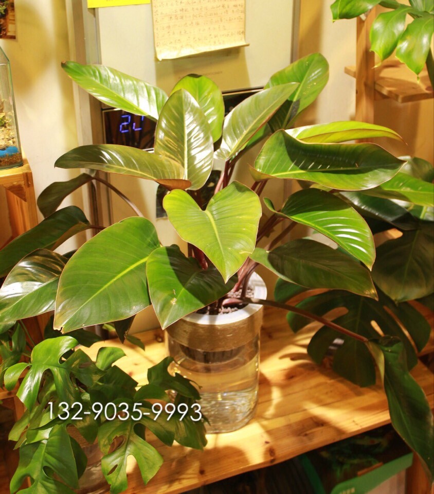 山東專業的水培花卉開店加盟哪家公司有提供：鶴壁水培花卉開店加盟