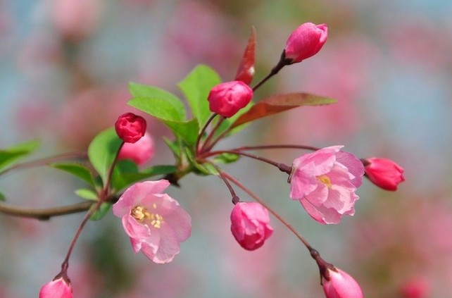 山東紅葉櫻花樹苗基地帶你看貨/發(fā)貨速度快