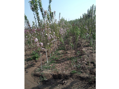 芭蕾舞海棠小苗基地 專業(yè)的芭蕾舞海棠市場價格