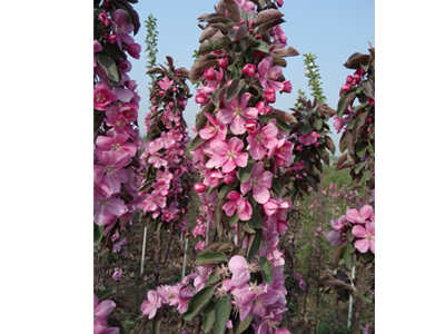 芭蕾舞海棠小苗基地 專業(yè)的芭蕾舞海棠市場價格