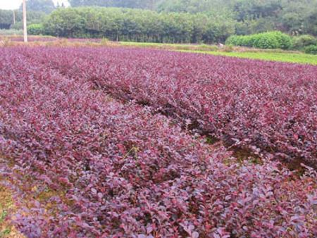 紅葉小壁種植基地 紅葉小壁供應 紅葉小壁價格 雅淇苗木