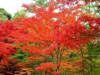 紅楓苗木上哪家買比較好，山東紅楓