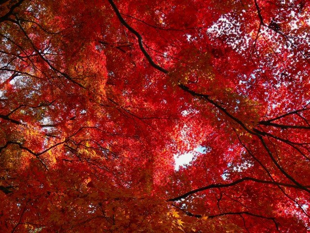 濟南永昌園林供應價位合理的紅楓——山東紅楓基地