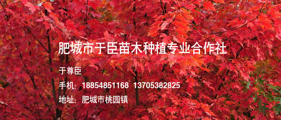 泰安成苗美國紅點(diǎn)紅楓基地哪家好？