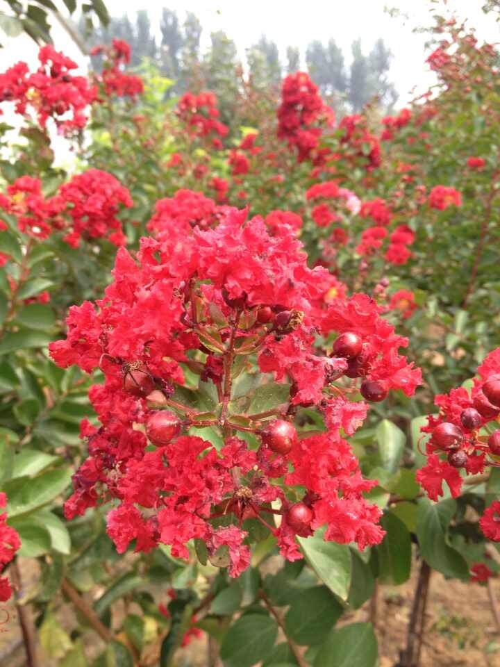 山東抗凍國旗紅紫薇專業(yè)培育基地|優(yōu)質(zhì)的抗凍國旗紅紫薇