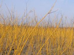 黃金槐種植基地 山東西府海棠2年苗 青州紅梅行情 青州丁香繼