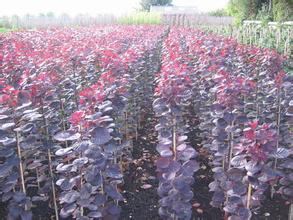 【专业种植红栌苗 山东红栌苗木基地-青州红梅苗报价】