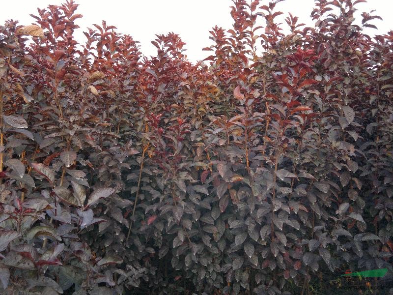 太阳李种植基， 青州太阳李供应商 北京太阳李繁育基地