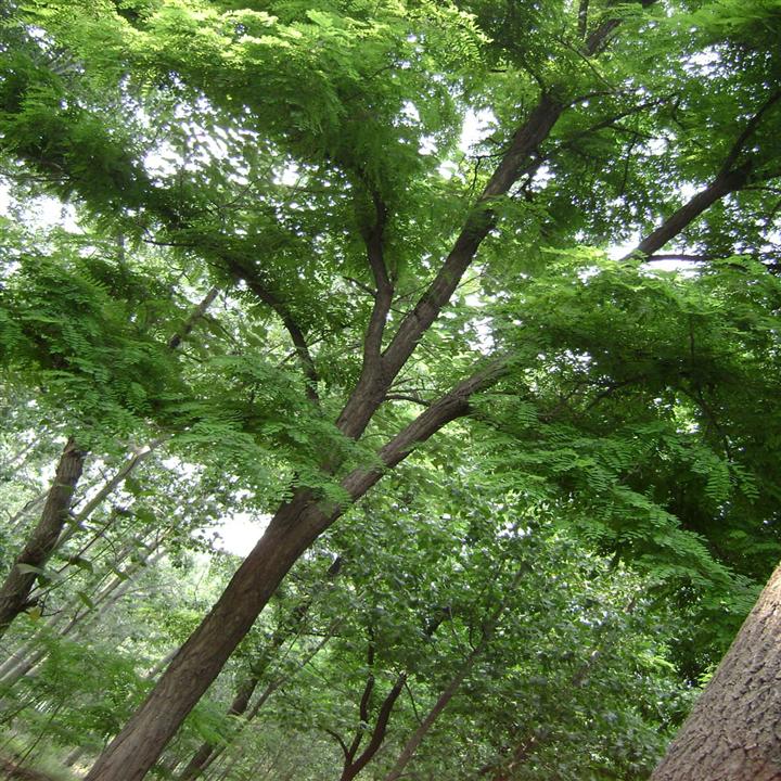 羽衣甘藍批發(fā)||羽衣甘藍價格||羽衣甘藍基地【綠鑫】