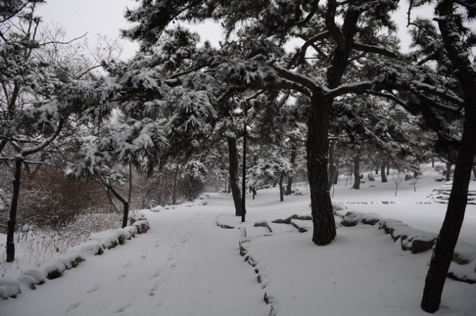 【葉良辰來告訴你】綠鑫的雪中黑松好的頂呱呱！