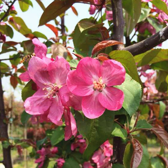 湖北紅巴倫海棠基地/君林苗木種植基地