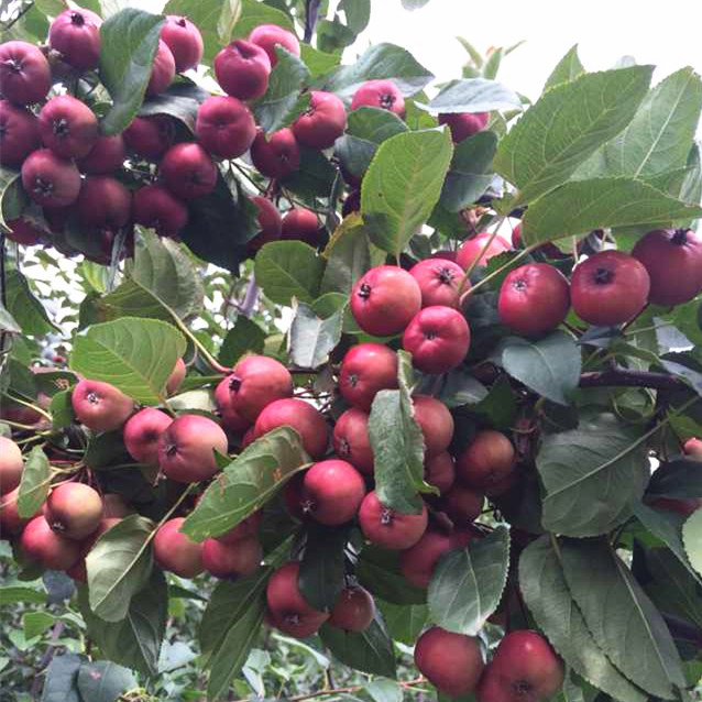 山東紅巴倫海棠批發/君林苗木種植基地