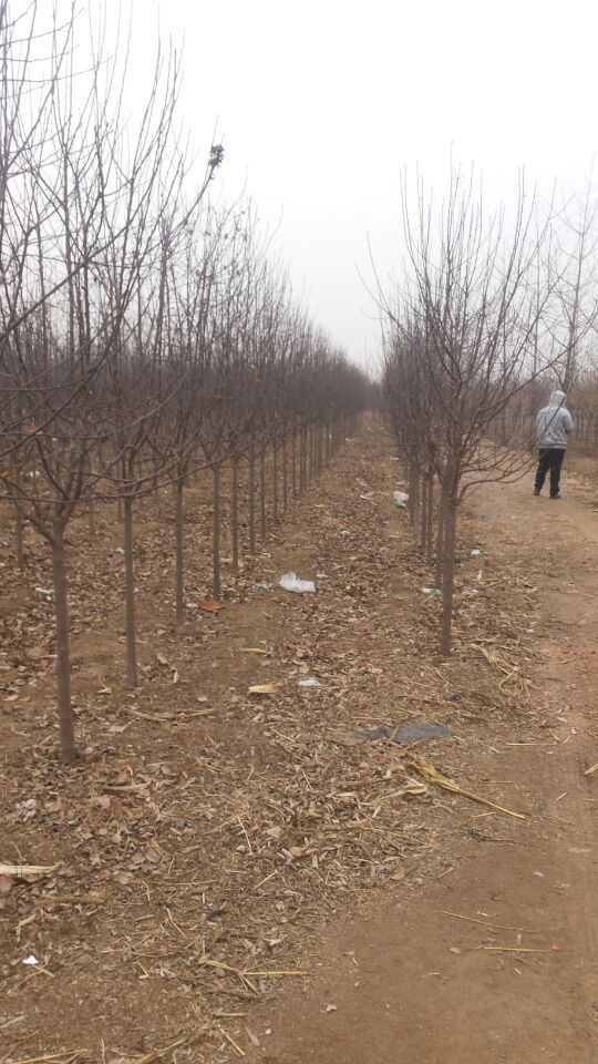 北京【冬紅海棠苗】基地吐血大甩賣，價格優惠不是一點半點