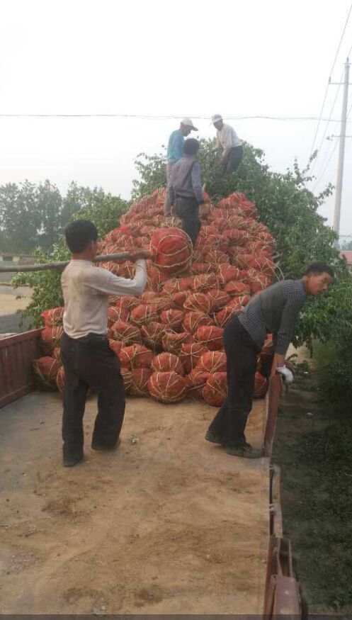 陜西咸陽桂花苗批發(fā)推薦專業(yè)培育基地價格給力高成活率