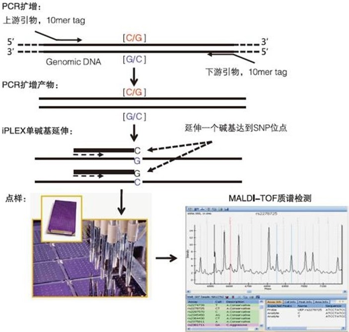 熒光定量PCR ，SNP基因分型分析，漳州基因檢測腫瘤標(biāo)志物