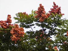 河南紅葉石楠 河南哪家紅葉石楠供應(yīng)商好