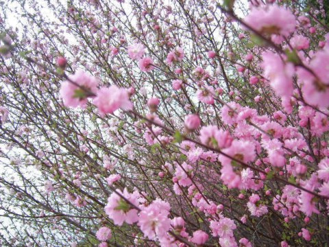 成活率高的樱花树苗出售——菏泽樱花苗