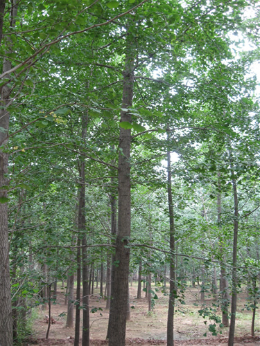 山東石榴樹苗價格【全城惠鉅】，gd種植價格低廉