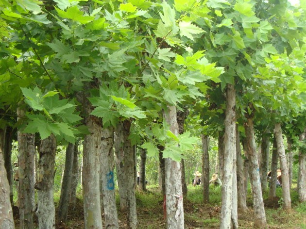 【基地直銷】品質(zhì)高，湖南速生白蠟樹苗種植基地低價(jià)銷售