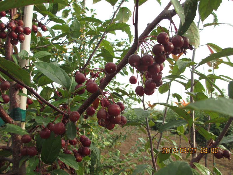 兩年生美國(guó)紅楓秋火焰|哪里有提供劃算的美國(guó)紅楓組培苗