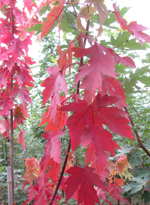 山東秋火焰紅楓基地 十月陪你看紅楓?。? />
            
            <br/>下一圖集</a>
        
    </div>
    <!--縮略圖滾動(dòng)-->
    <div   id=