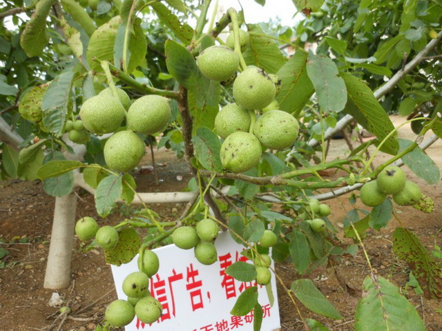 想買(mǎi)好的核桃苗就到新天地果業(yè) _核桃苗資訊